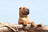 SHAR-PEI 325